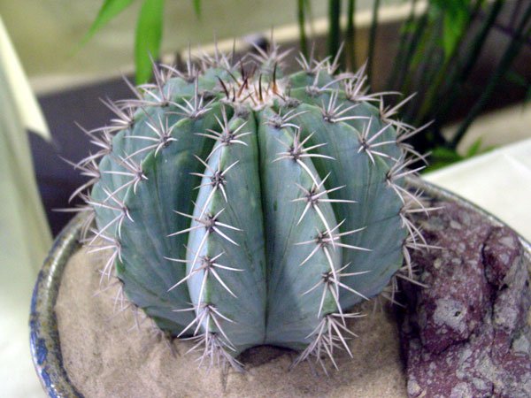 Melocactus_pachycanthus_2